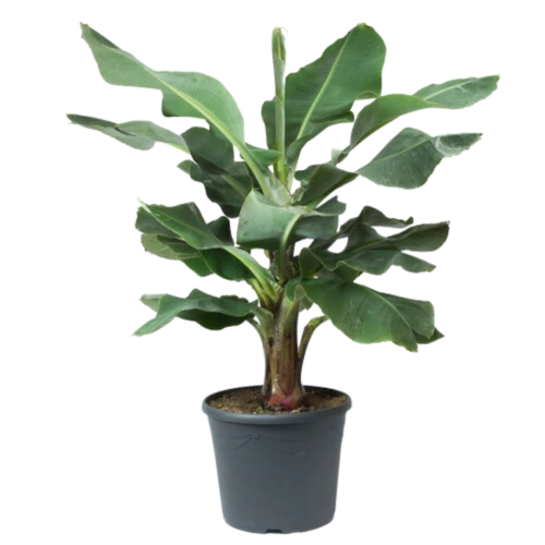 AEONIUM-8.webp