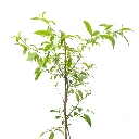 malikut-lail-1.webp