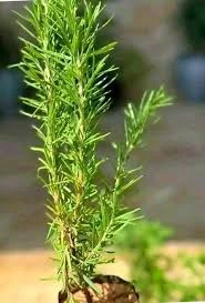 images.webp